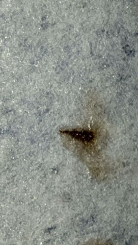 Bed Bug (Fecal Spotting / Crushed Specimen)