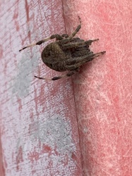 Orb Weaver Spider (likely a species of Araneus or Neoscona)