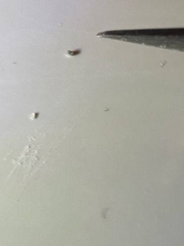 Unidentifiable larva/debris