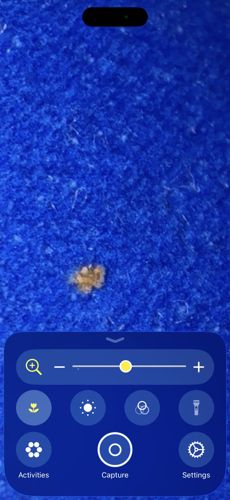 Green Lacewing Larva (Junk Bug)