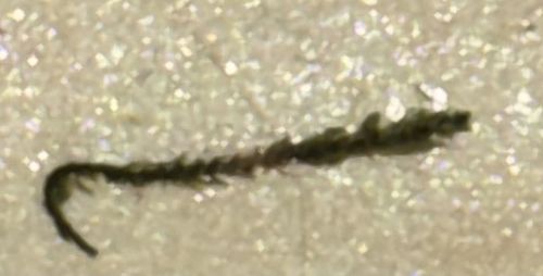 Household Casebearer, Plaster Bagworm