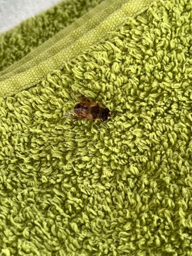 Drone Fly (also Rat-tailed Maggot for larva)