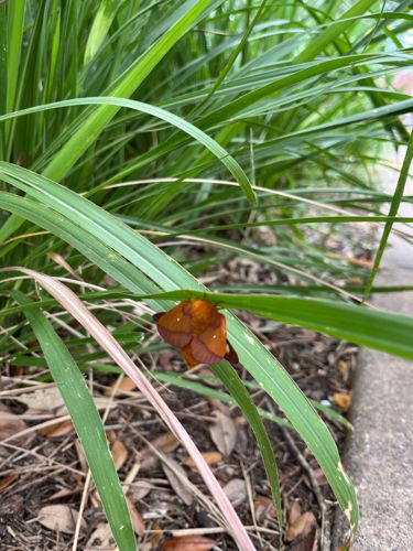 Slug Caterpillar Moth