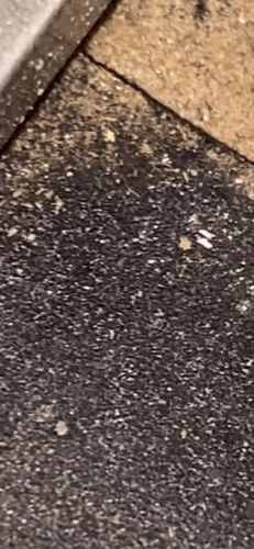 No insect or identifiable bug detected