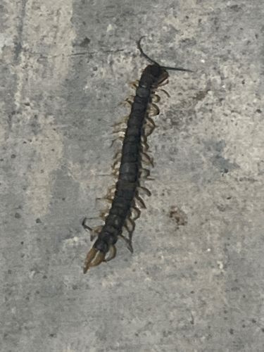 Centipede