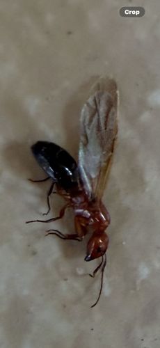 Carpenter Ant Queen (Alate)