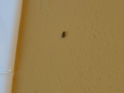 Drain Fly (also known as Moth Fly, Filter Fly, Sewer Gnat)