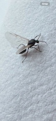 Winged Ant (usually a Queen or Male Ant)