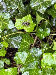 Yellowjacket (likely common or eastern yellowjacket)