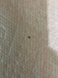 Fungus Gnat