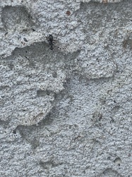 Black Carpenter Ant