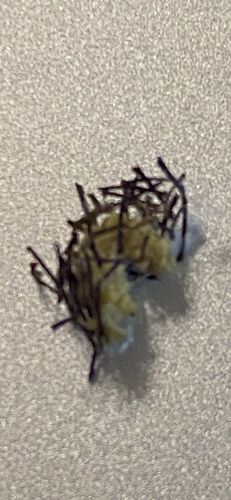Household Casebearer Moth Larva