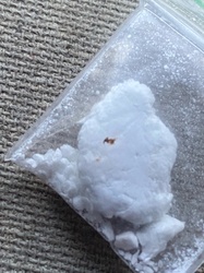 Booklouse