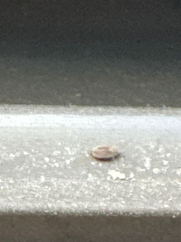 Scale Insect (possibly Brown Soft Scale)