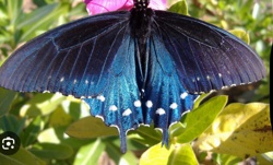 Eastern Black Swallowtail
