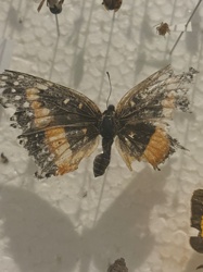 Small Tortoiseshell