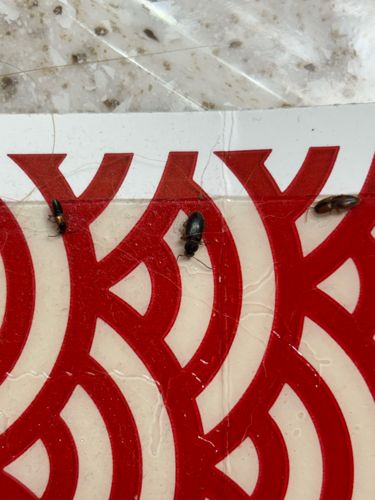 Red/Confused Flour Beetle