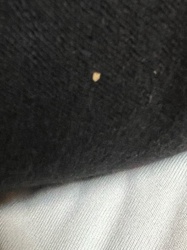 Carpet Beetle Larva (most likely)