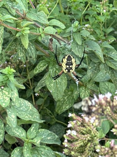 Black and Yellow Garden Spider, Zipper Spider, Corn Spider
