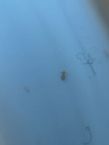 Too blurry to identify