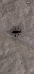 Assassin Bug
