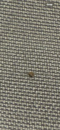 Carpet Beetle