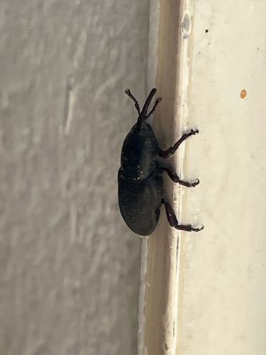 Broad-nosed Weevil or Root Weevil
