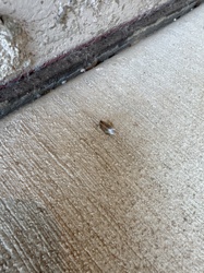 Moth (likely a small, possibly a Pyraloid or Microlepidoptera species)