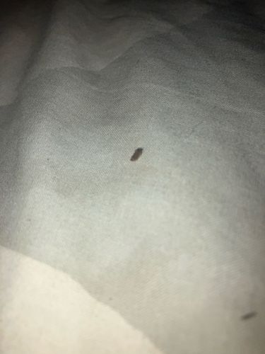 Bed Bug
