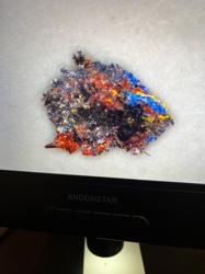 No insect or bug identifiable