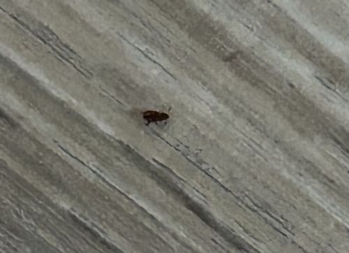 Sawtoothed Grain Beetle