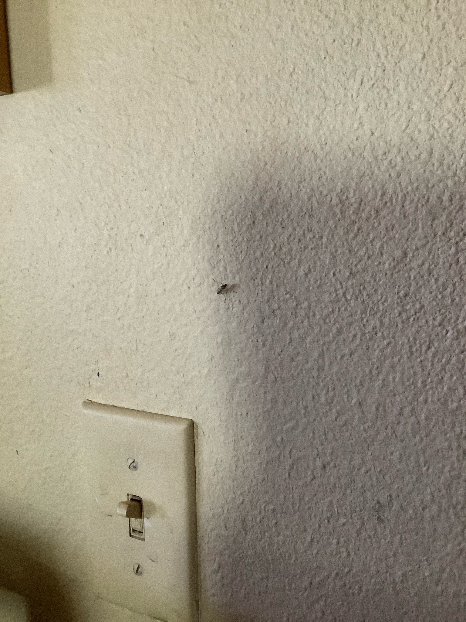 Mosquito