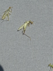 Thrips
