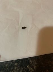 Beetle (General Identification)