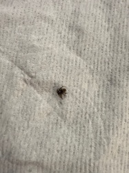 Jumping spider (likely a Tan Jumping Spider)