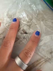 Flying Ant or Winged Termite