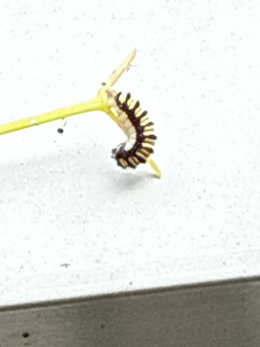 Monarch Butterfly Caterpillar