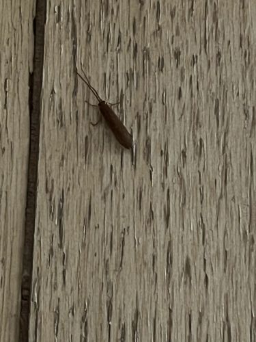 Casebearer moth (likely a Clothes Moth relative)