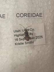 Leaf-footed Bug (or potentially a Squash Bug, a type of leaf-footed bug)