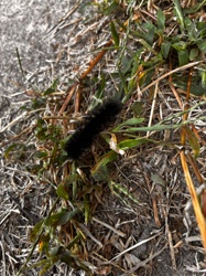 Woolly Bear Caterpillar (likely from the Isabella Tiger Moth)