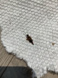 Earwig