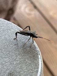 Western Conifer Seed Bug