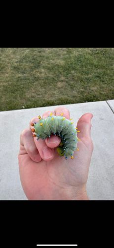 Cecropia Moth Caterpillar