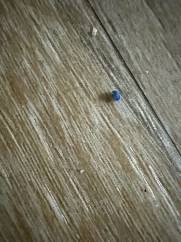 Carpet Beetle Larva (sometimes described as 'Woolly Bear')