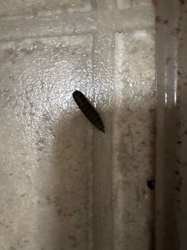 Carpet beetle larva