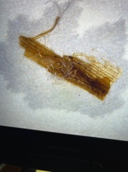 Not identifiable as an insect