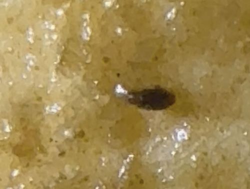 Drugstore Beetle