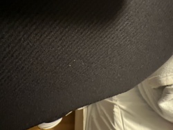 Carpet Beetle (larvae or frass)