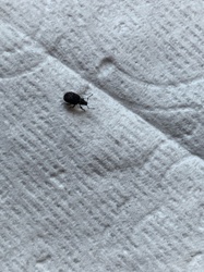 Black Vine Weevil