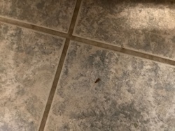 European Earwig